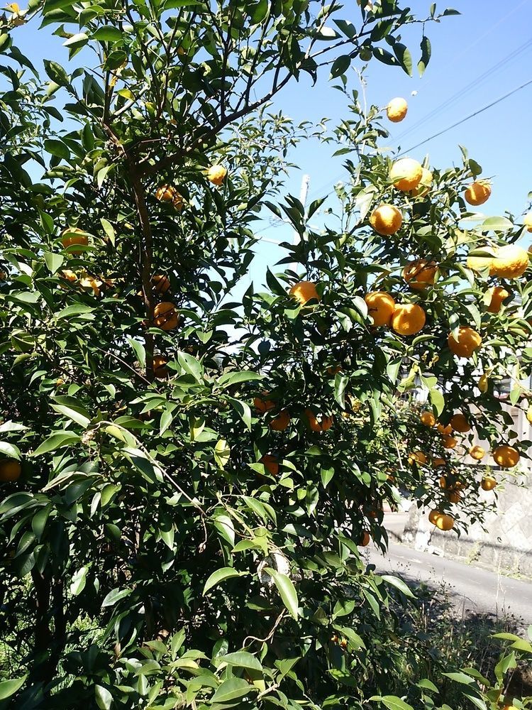 Mirai Noen Otel Tanabe Dış mekan fotoğraf